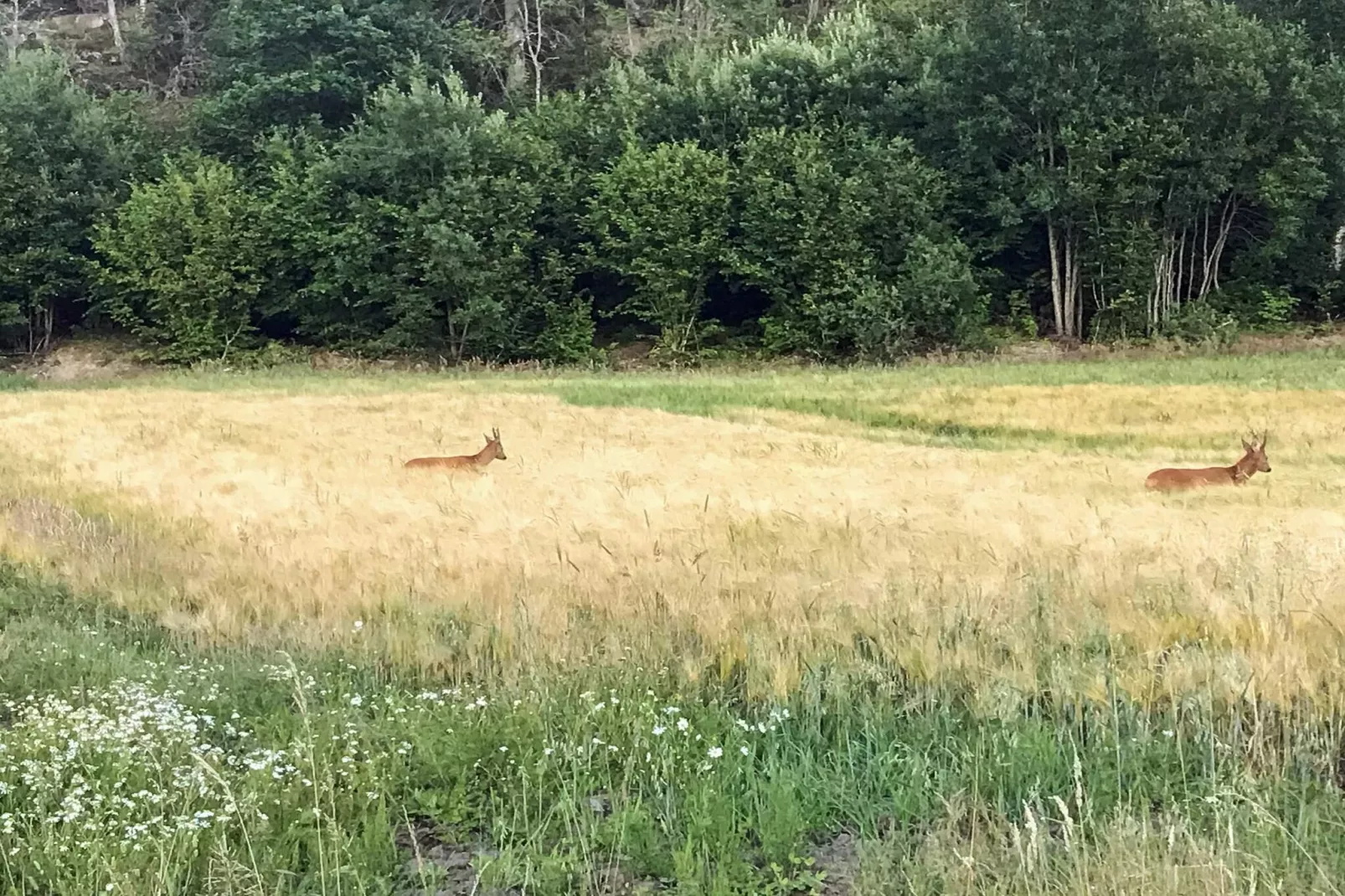 6 person holiday home in HUNNEBOSTRAND-Outdoor