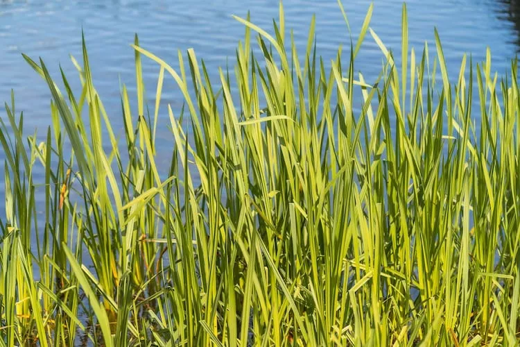 Sommerhus-nordlys 80 qm-Zones été à 1 km