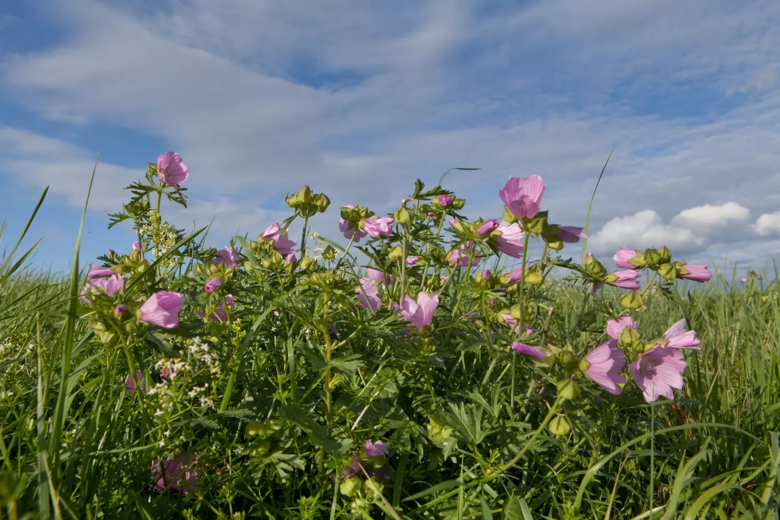 Studio 2P - Basic - Gebiete Sommer 5 km