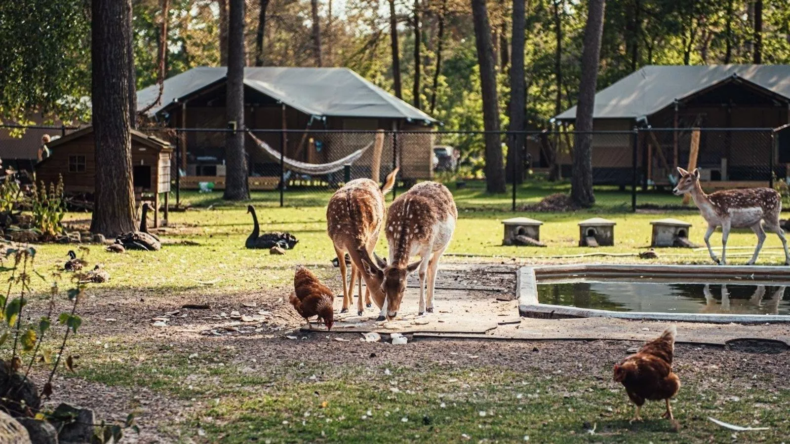 Timber-Lodge - Park facilities