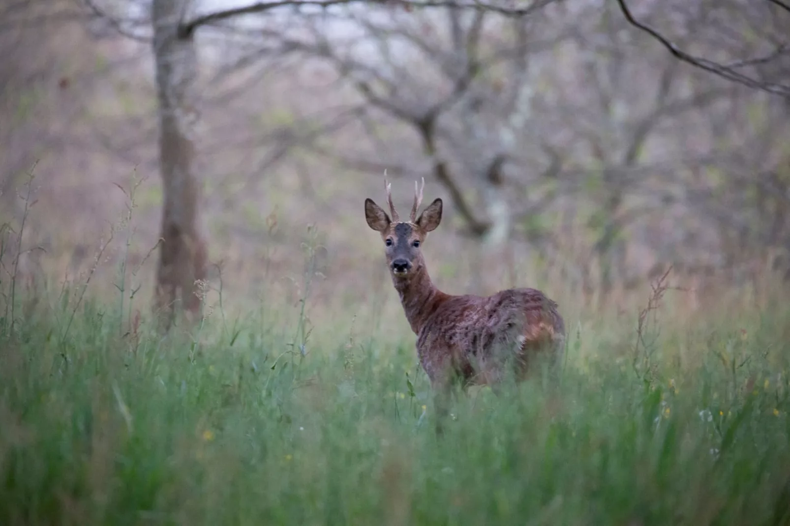 Le petit Nichoir-Areas within 1km in summer