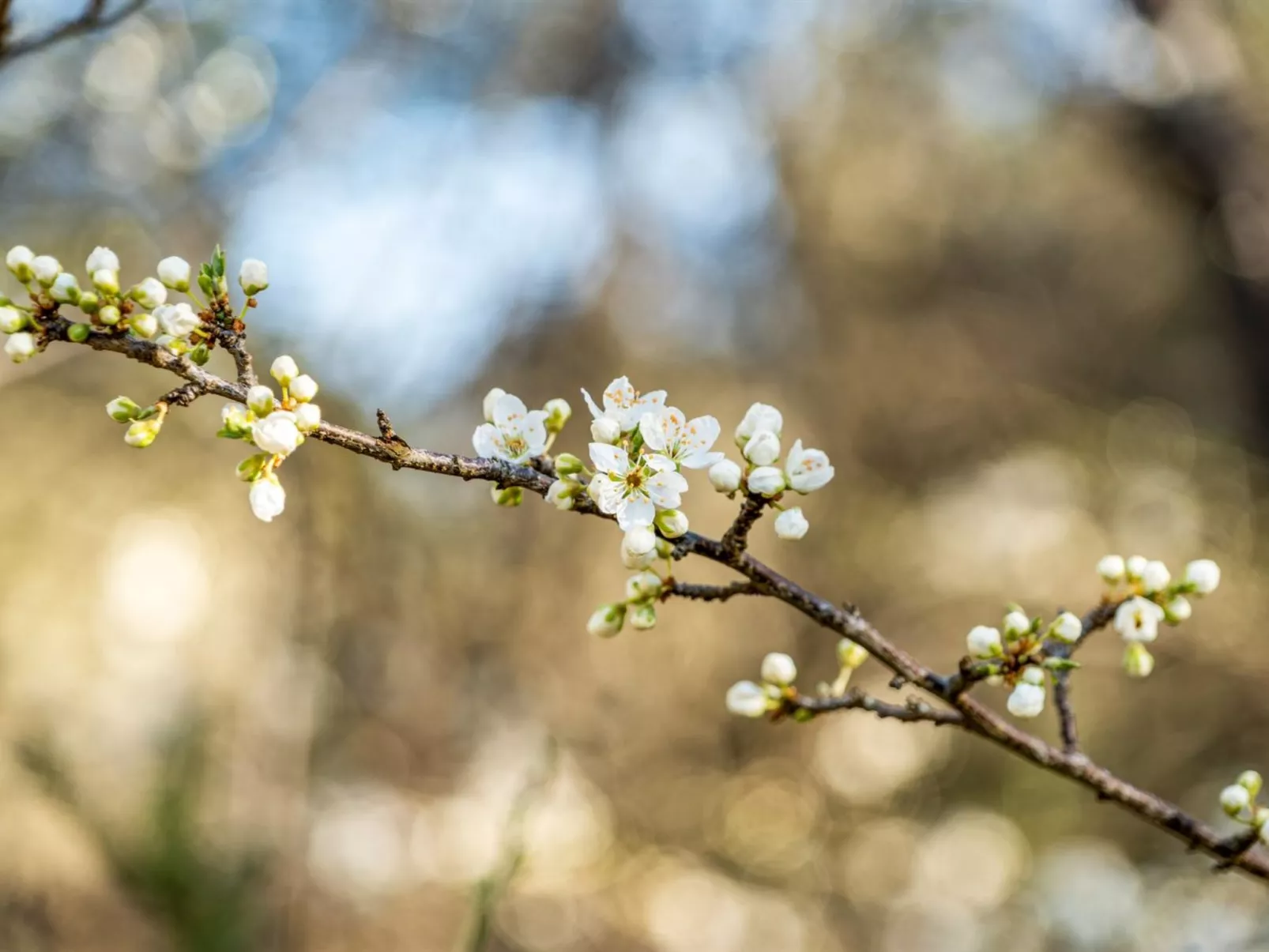 "Anneke" - 2km from the sea-Dehors