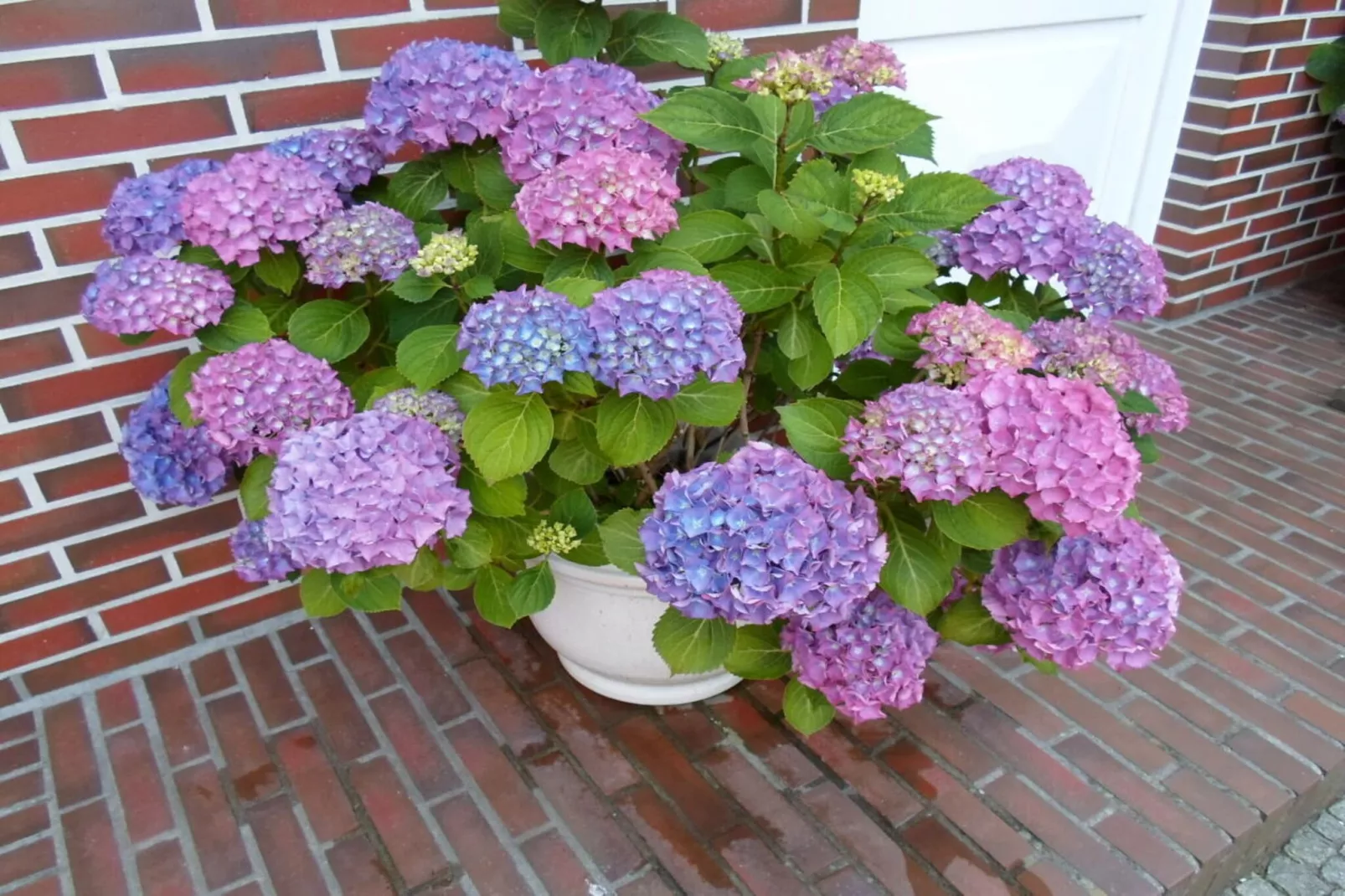 385319-Gardens in summer