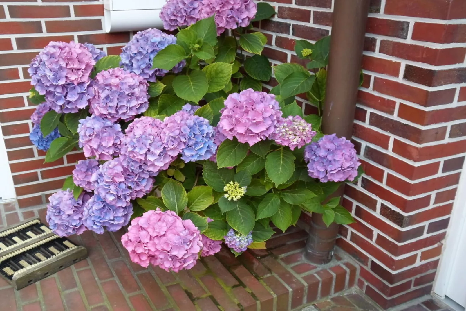 204827-Exterior in summer