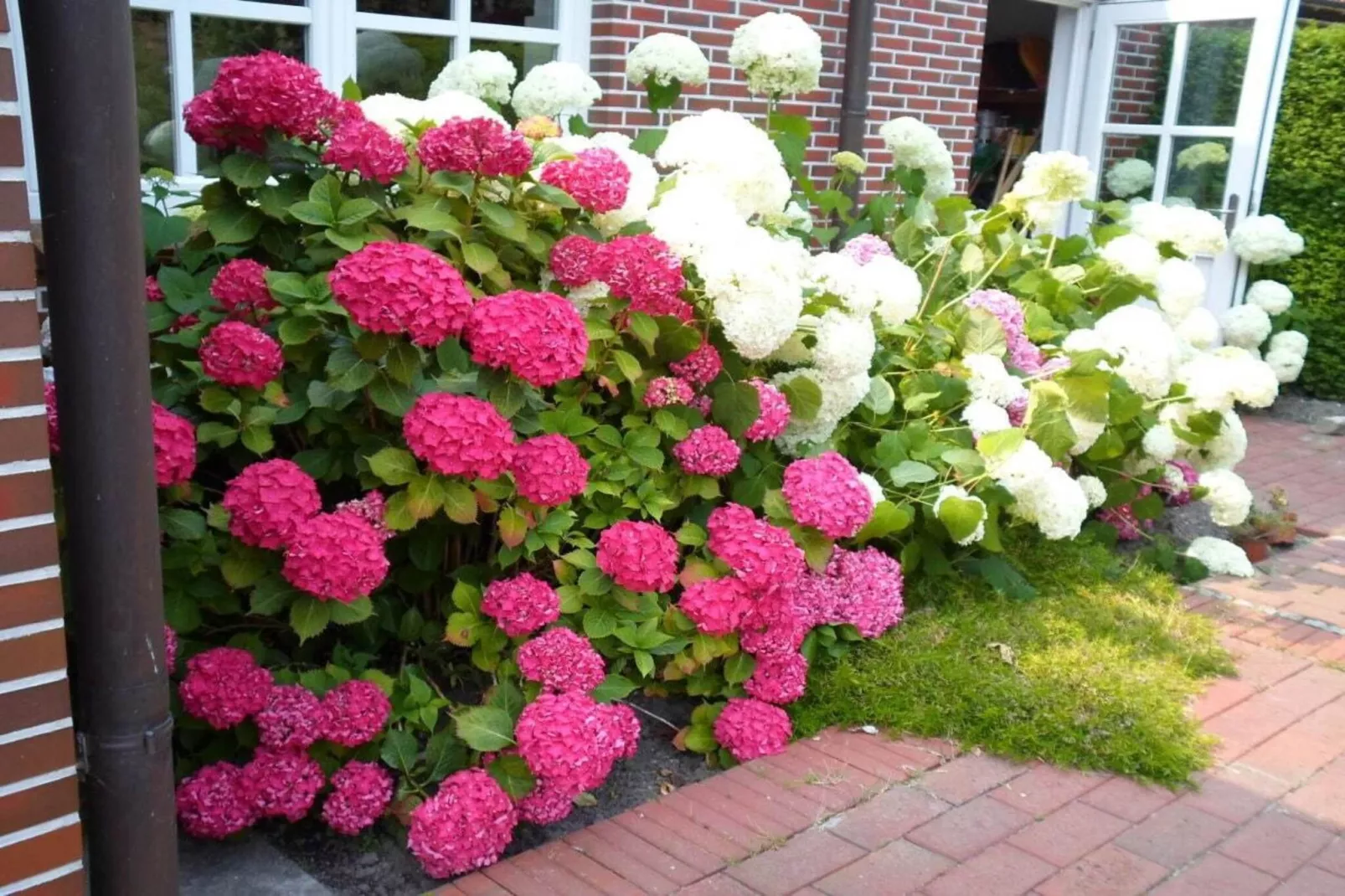 204827-Exterior in summer