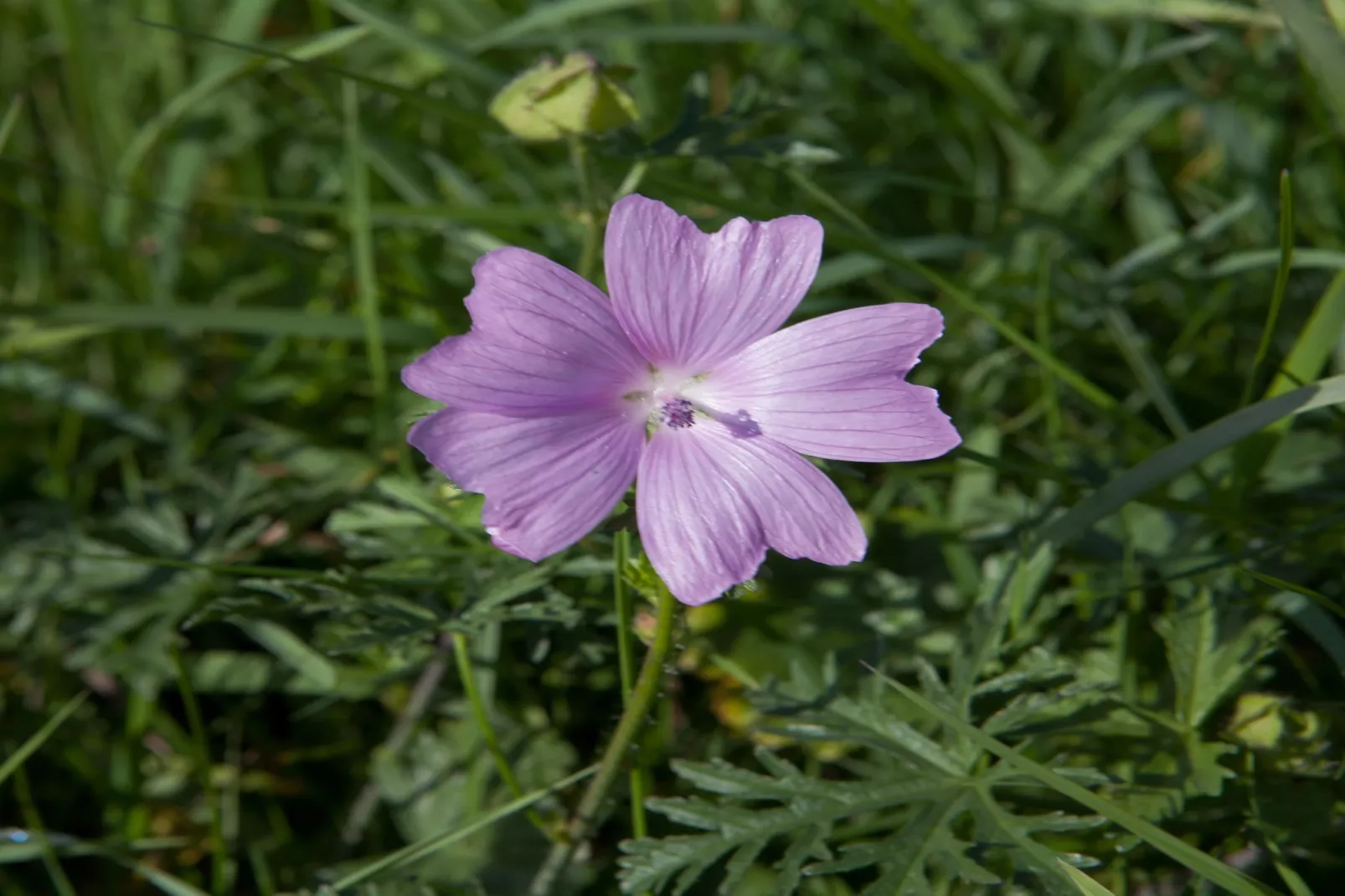 Studio 2P - Basic - Gebiete Sommer 5 km