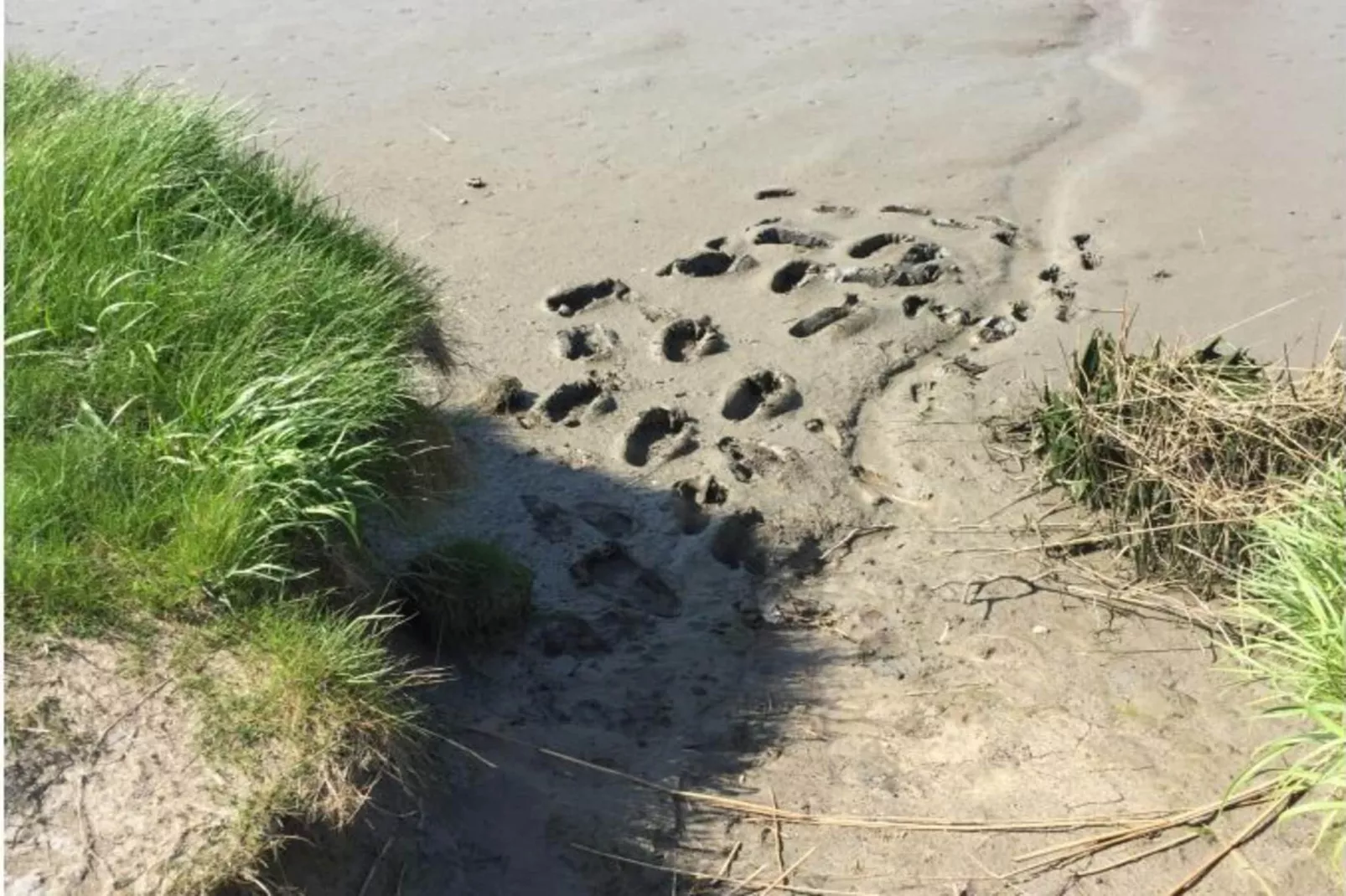 411188 - Gardens in summer