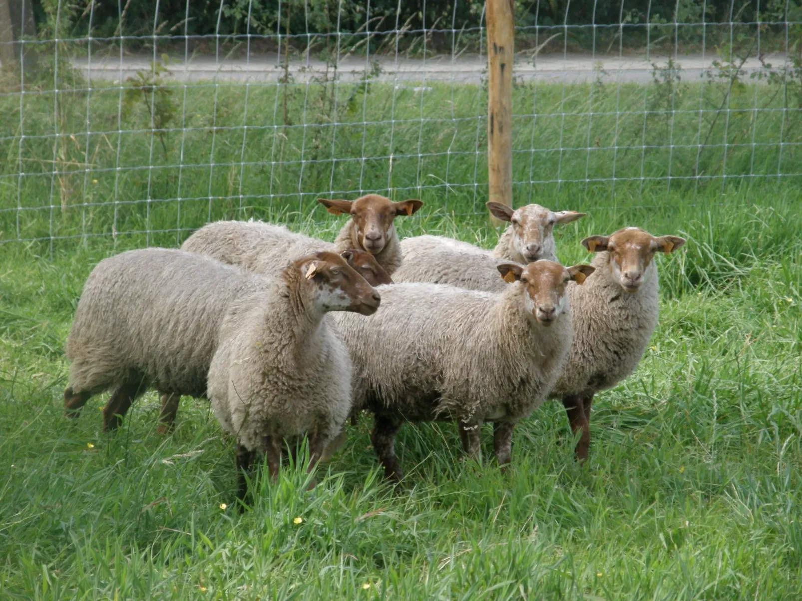 Mit gemeinsamem Pool und Garten - Image-tags.info