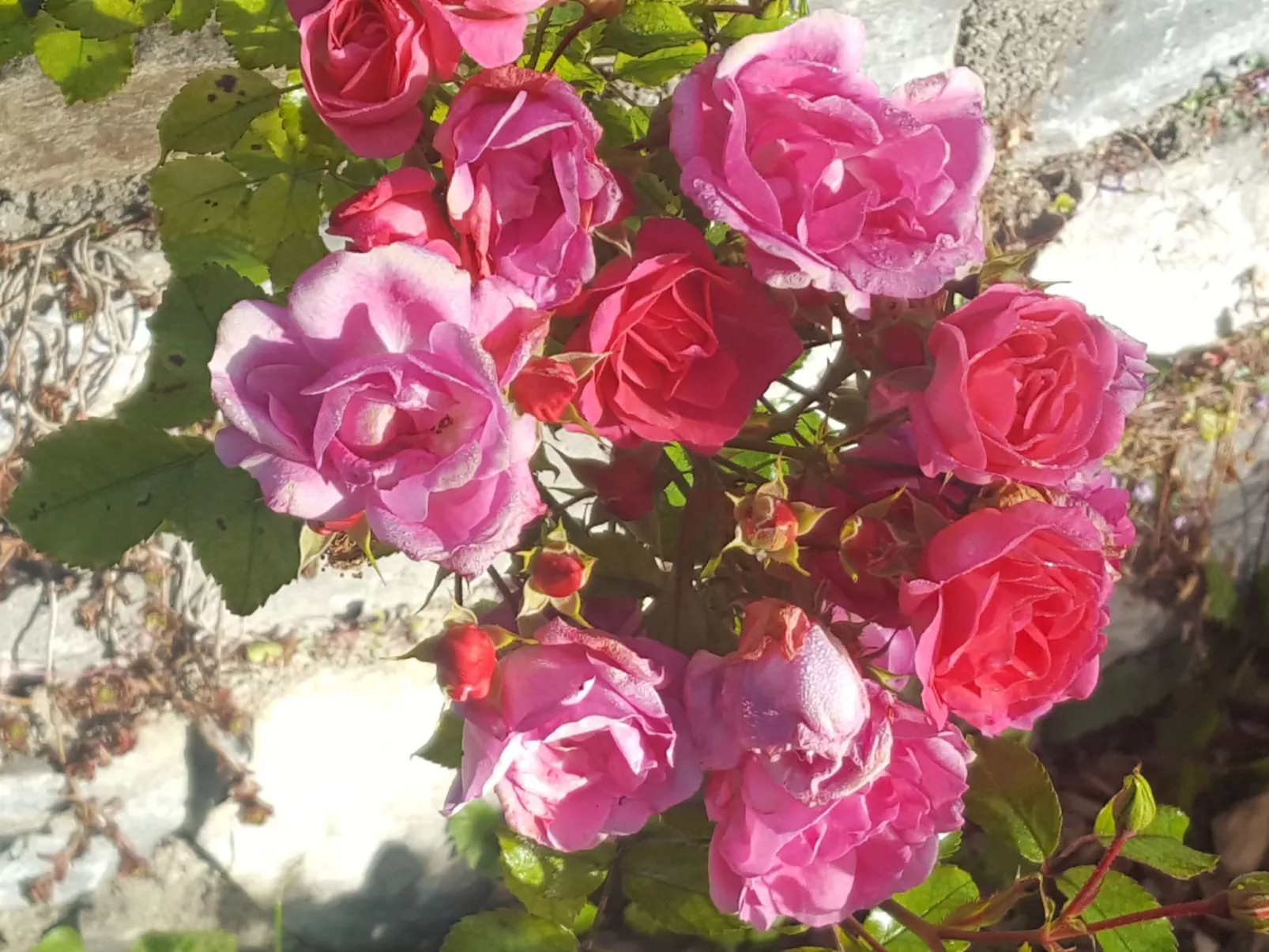 Chalet Elsa Murau - Draußen