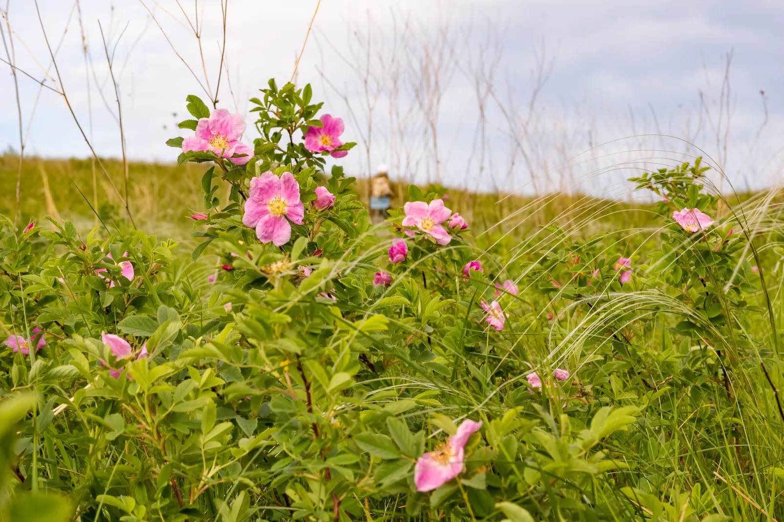 Studio 2P - Basic - Gebiete Sommer 5 km