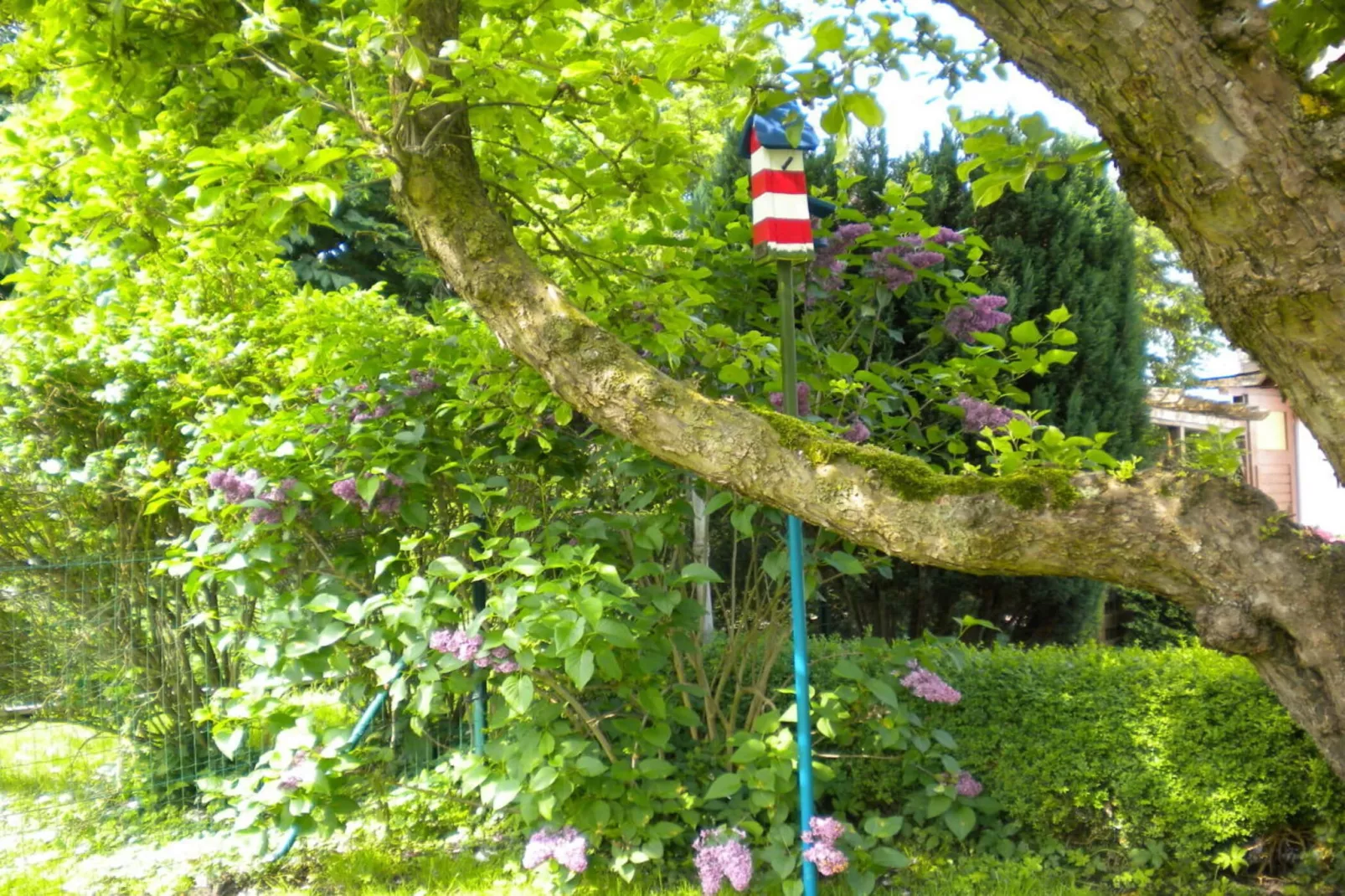 241032-Gardens in summer