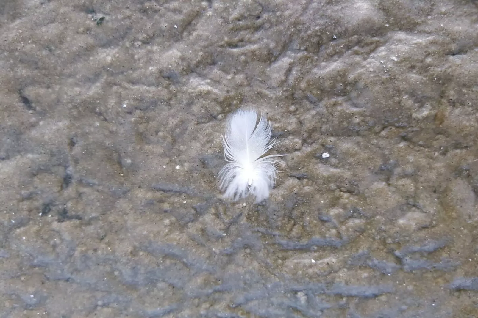 490310-Areas within 5km in summer