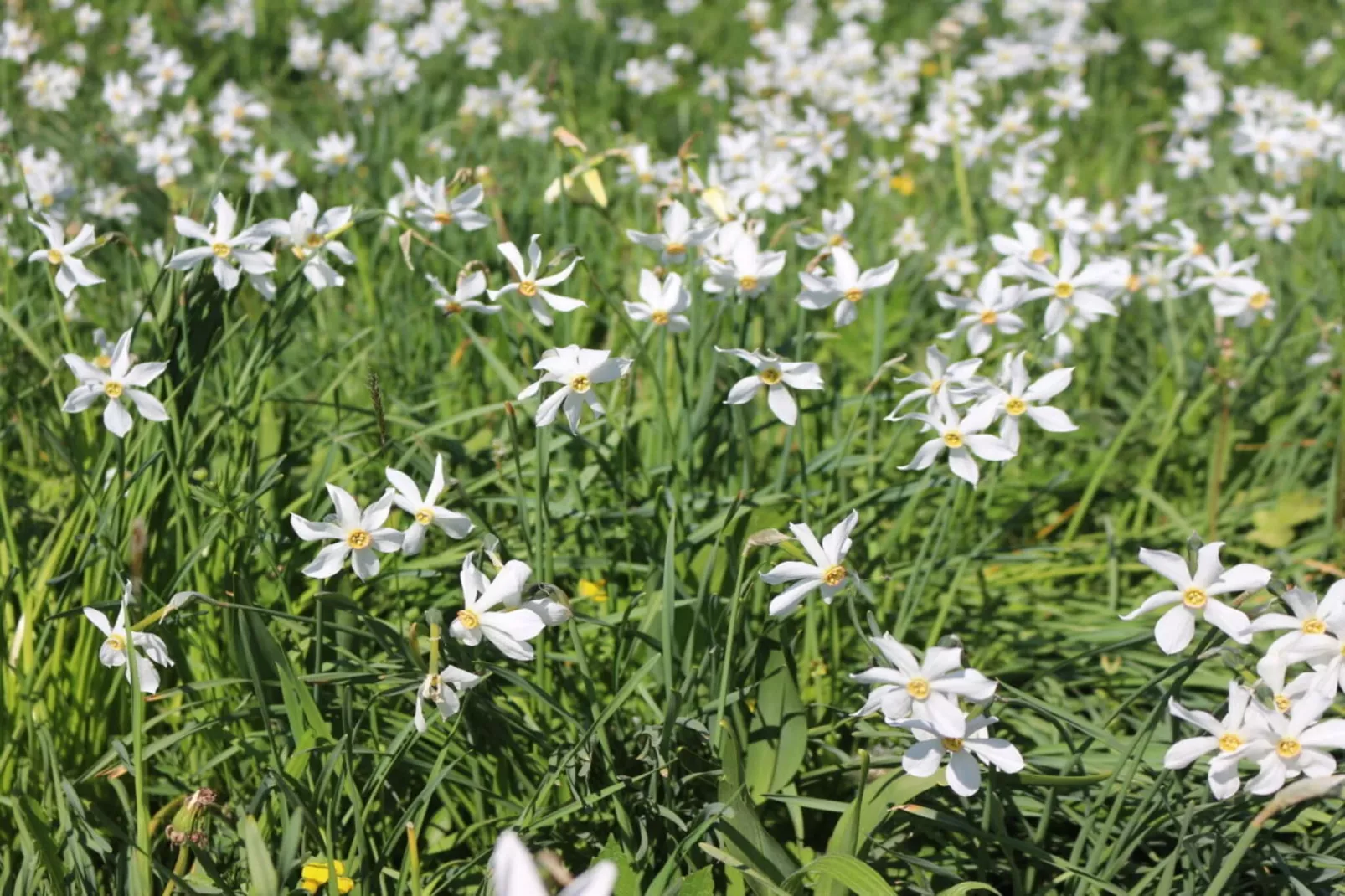194679-Garten Sommer