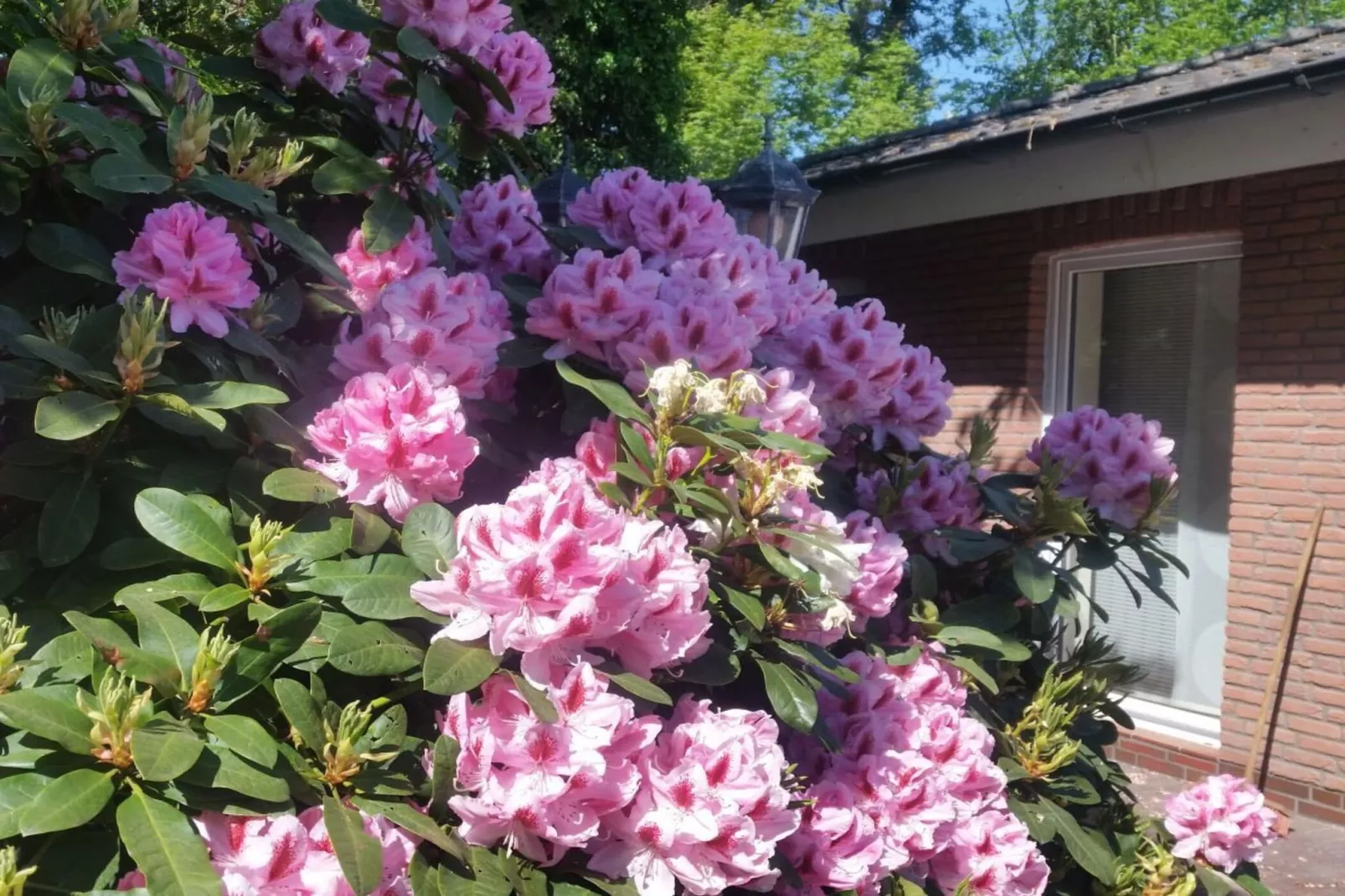 165295-Gardens in summer