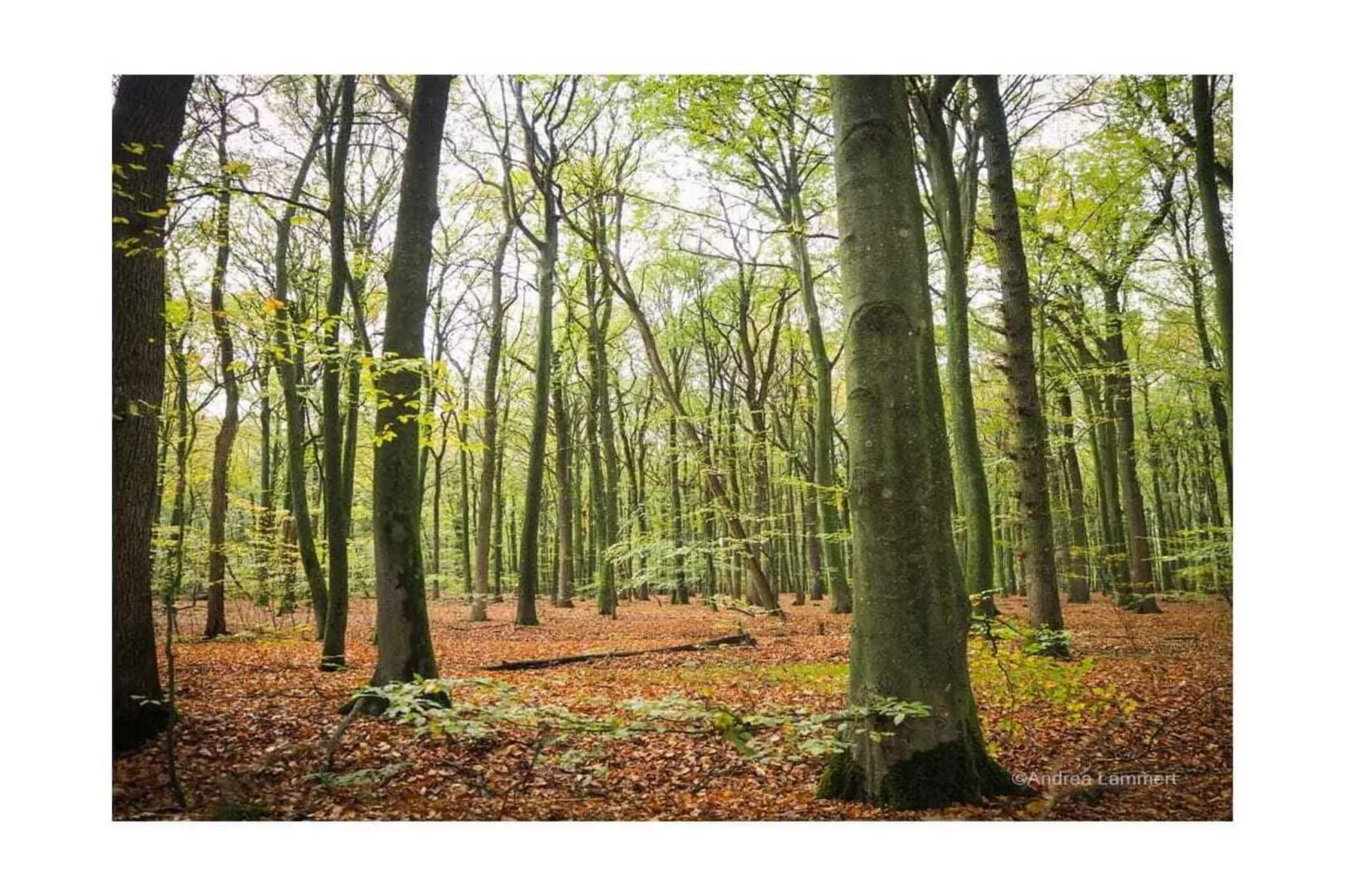 431346-Areas within 5km in summer