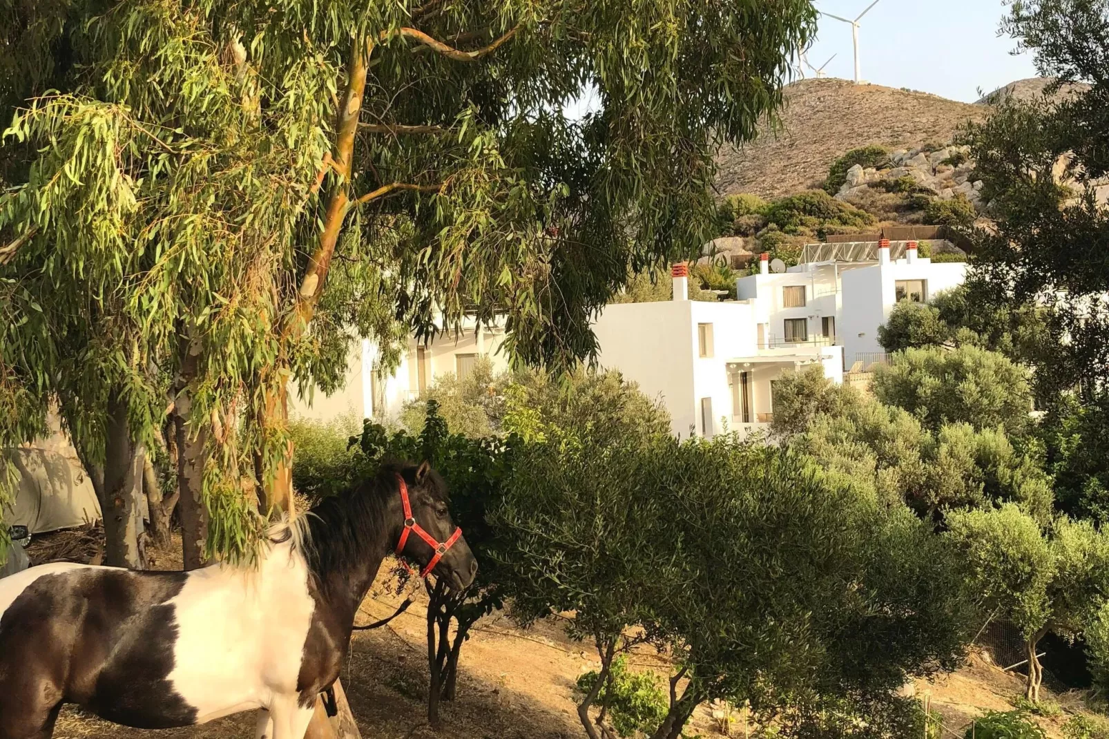 Mourtzanakis Eco Residence Achlada - Villa-Areas summer 1km