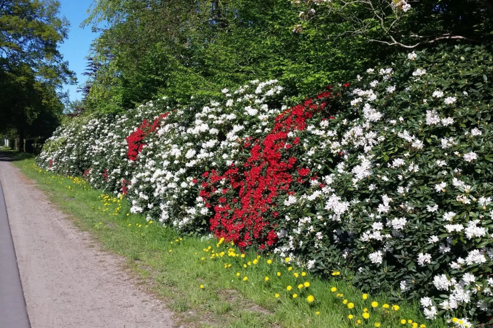 165295-Gardens in summer