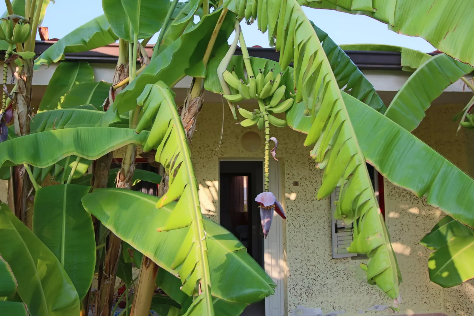 Cipolla Rossa-Terrace balcony