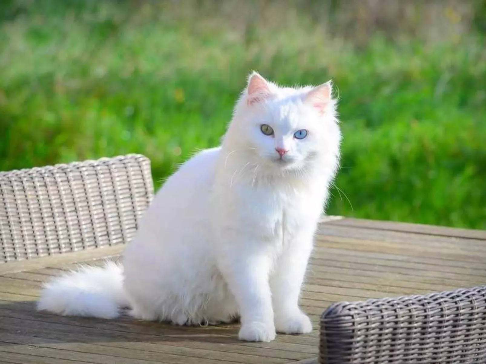 Nette Ferienwohnung mit Terrasse, Pool und Garten - Image-tags.info