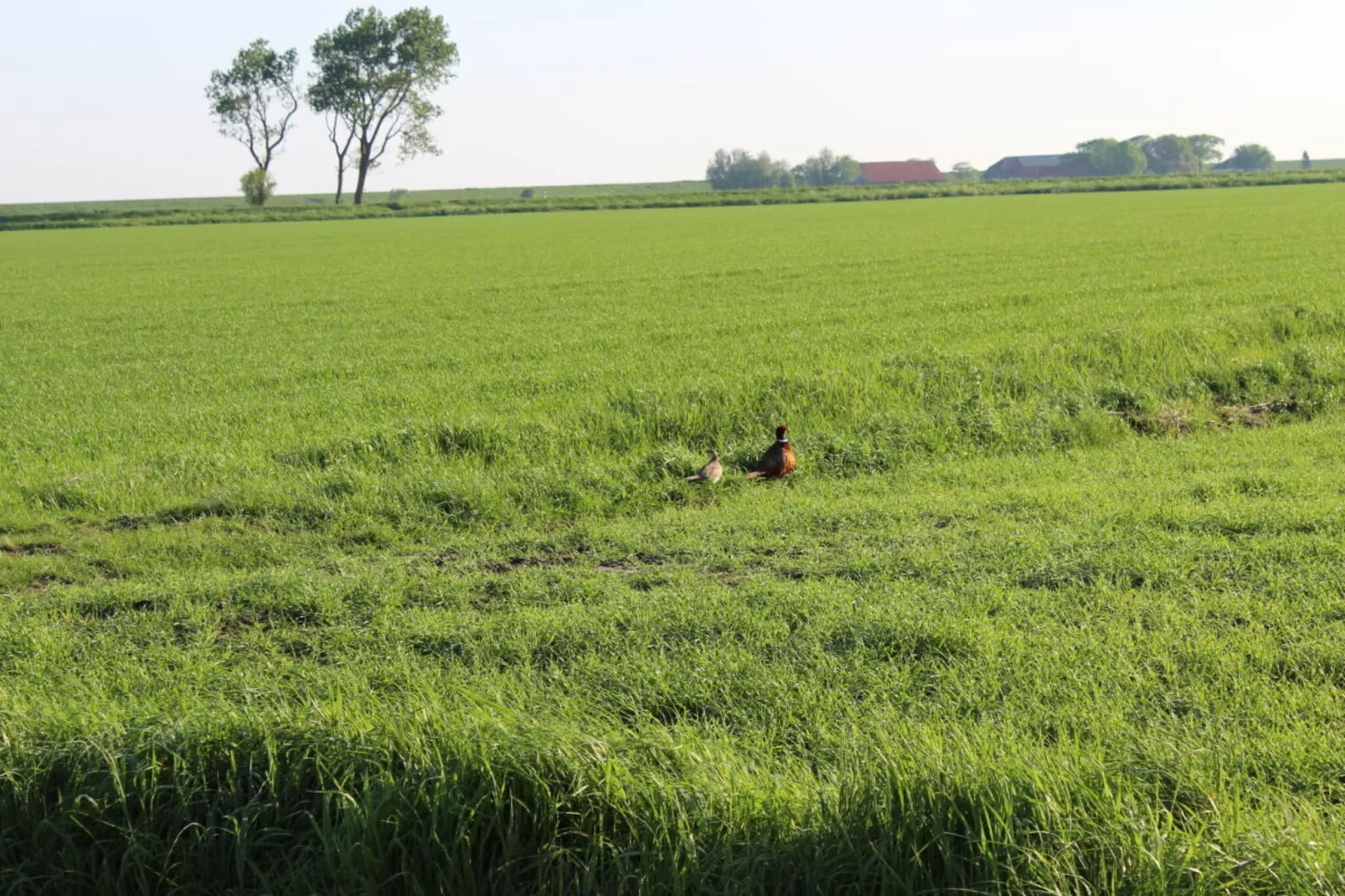 332739-Gardens in summer