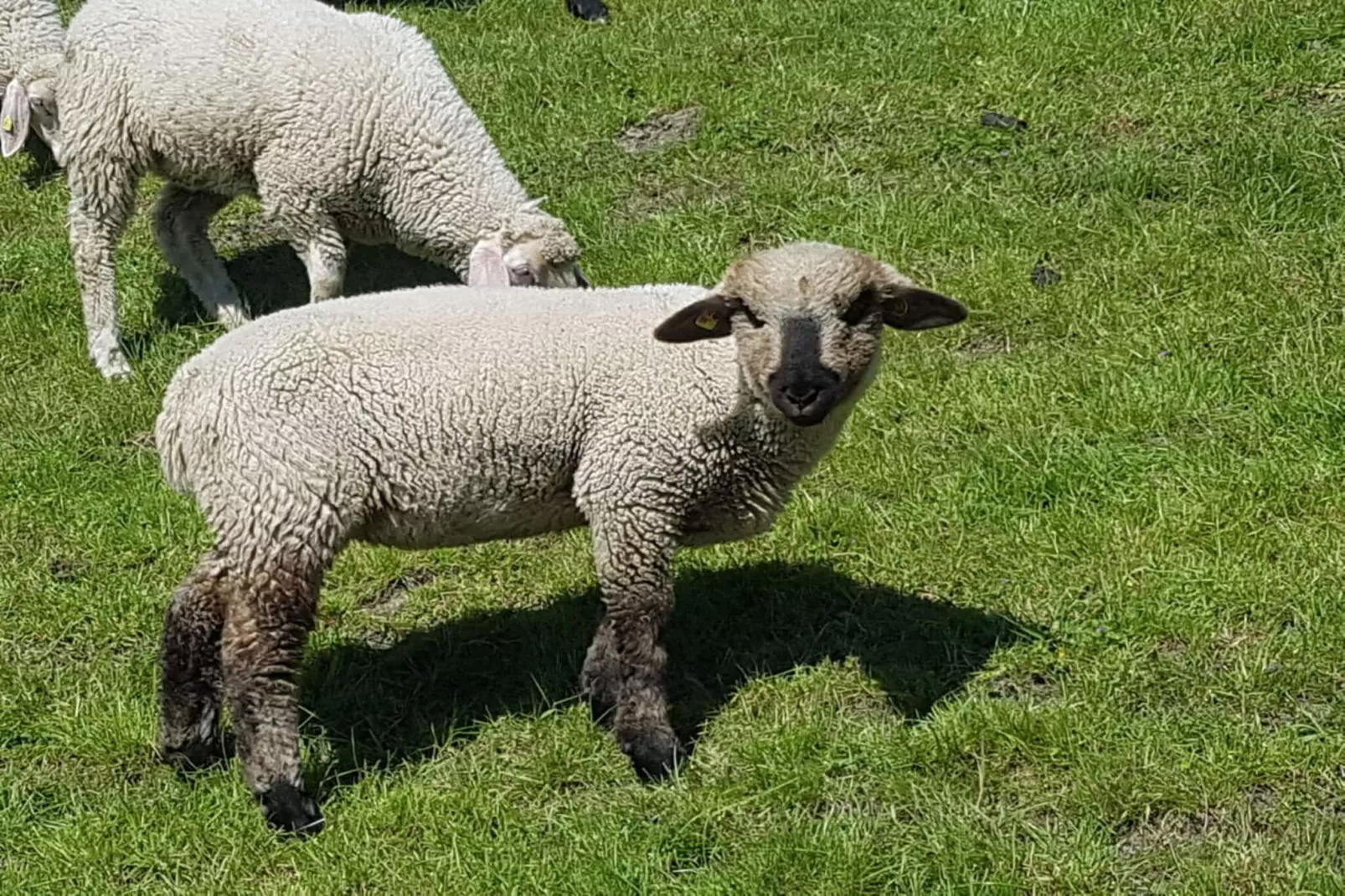 202588-Garten Sommer