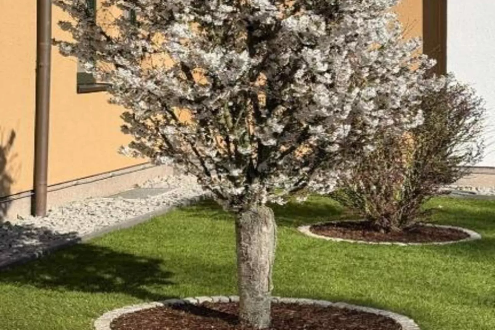 Standard Twin-Jardins en été