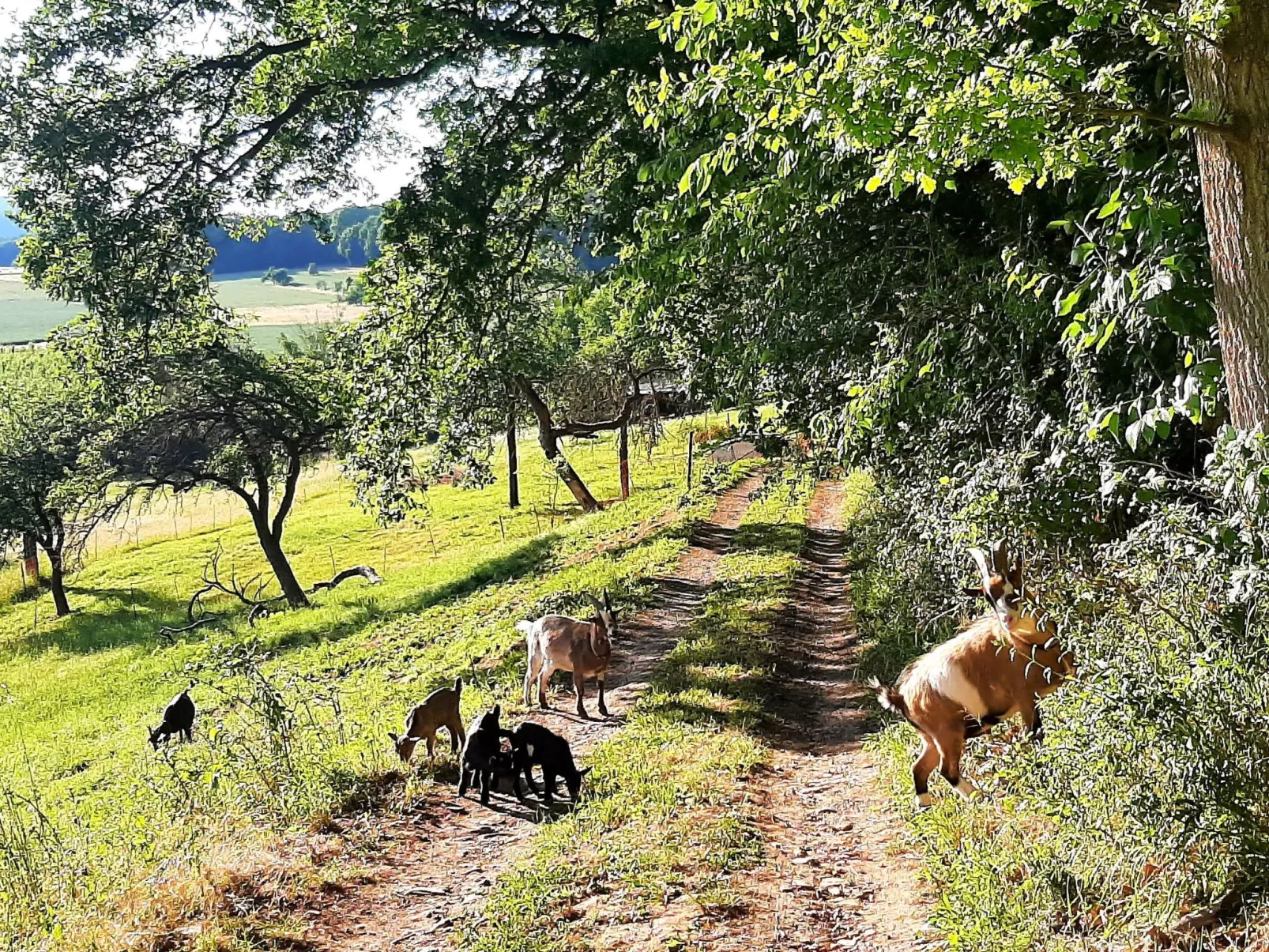 Vineyard-Suites FeWo - Image-tags.info