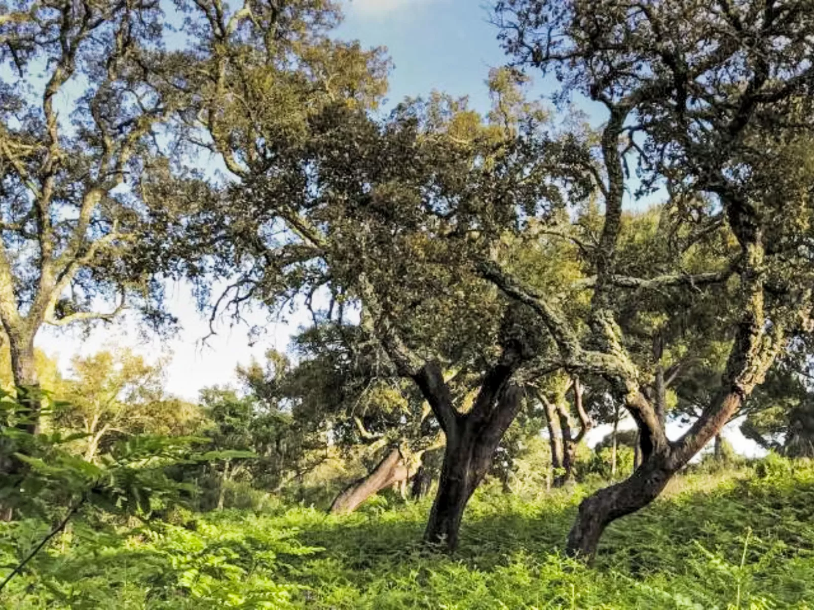 Villa Cegonha - Draußen