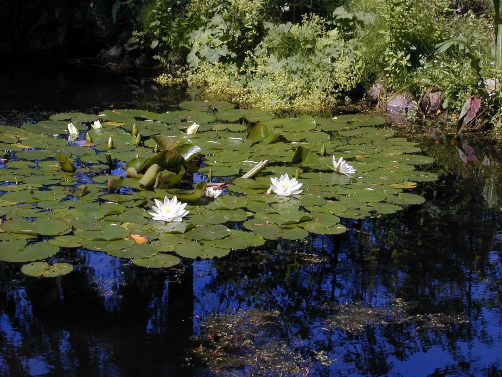 Seerose - Image-tags.info