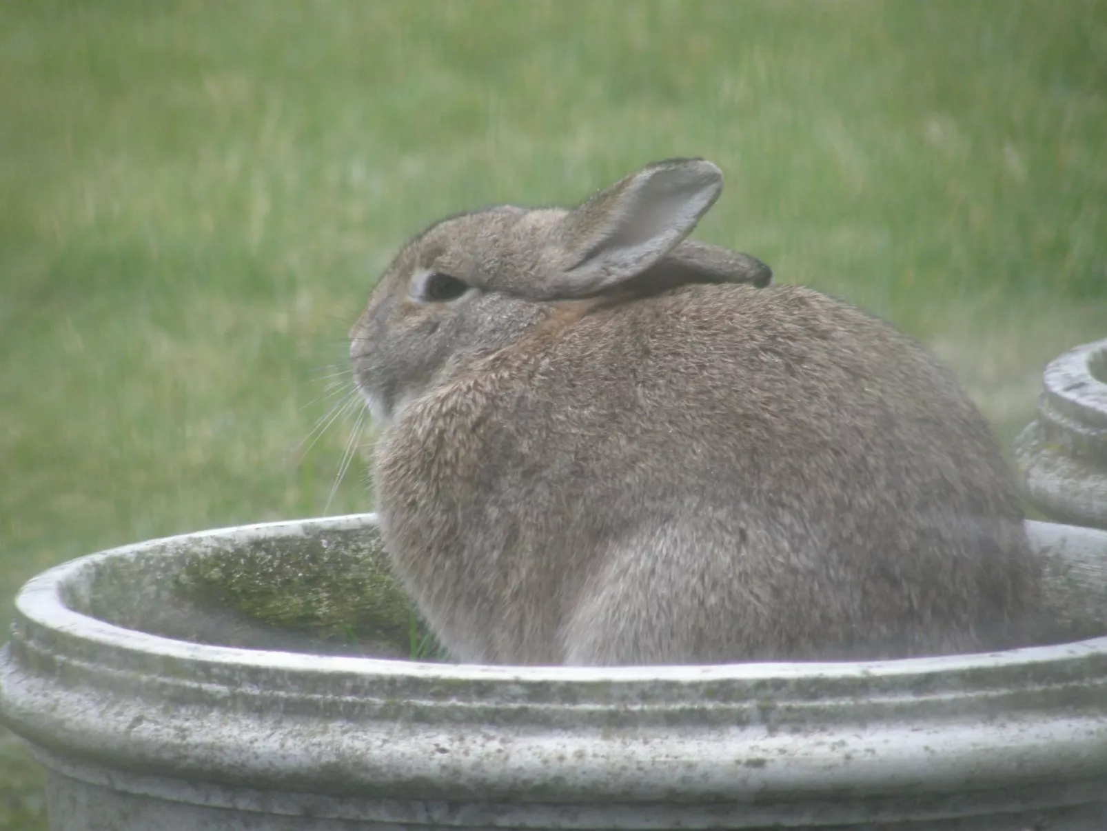 Hondsroos für 4 Personen - Image-tags.info