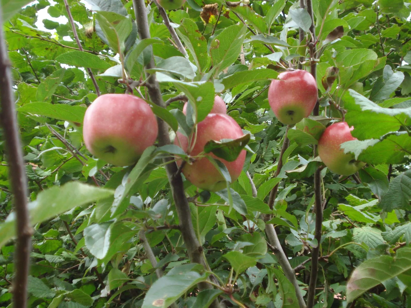 Appartement Meidoorn in Jabbeke - Image-tags.info