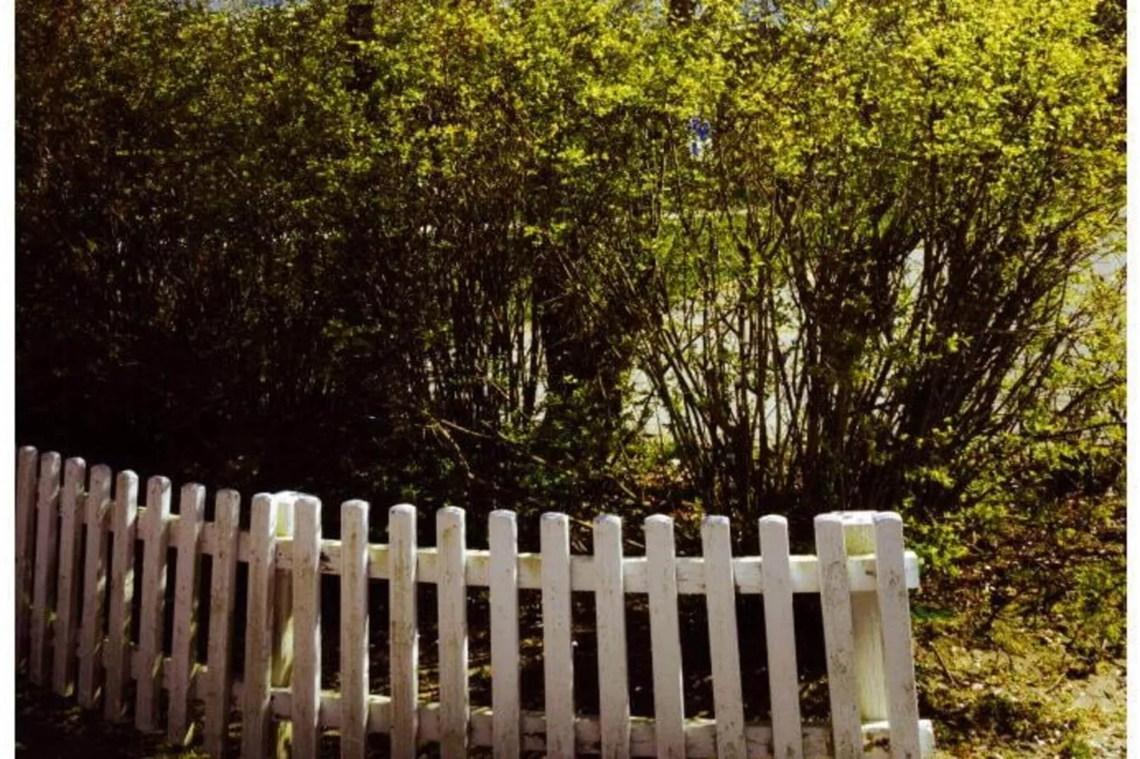 377385-Jardins en été