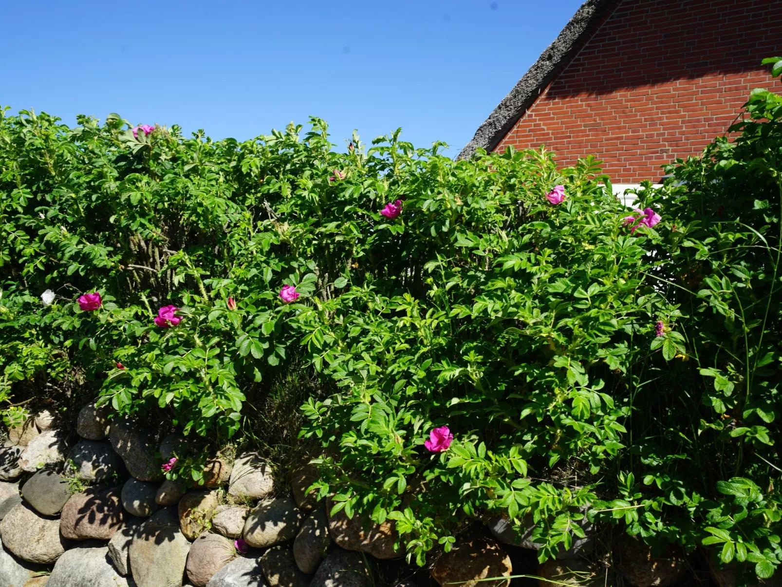 Dikstig - D8L - in Kampen auf Sylt-Dehors