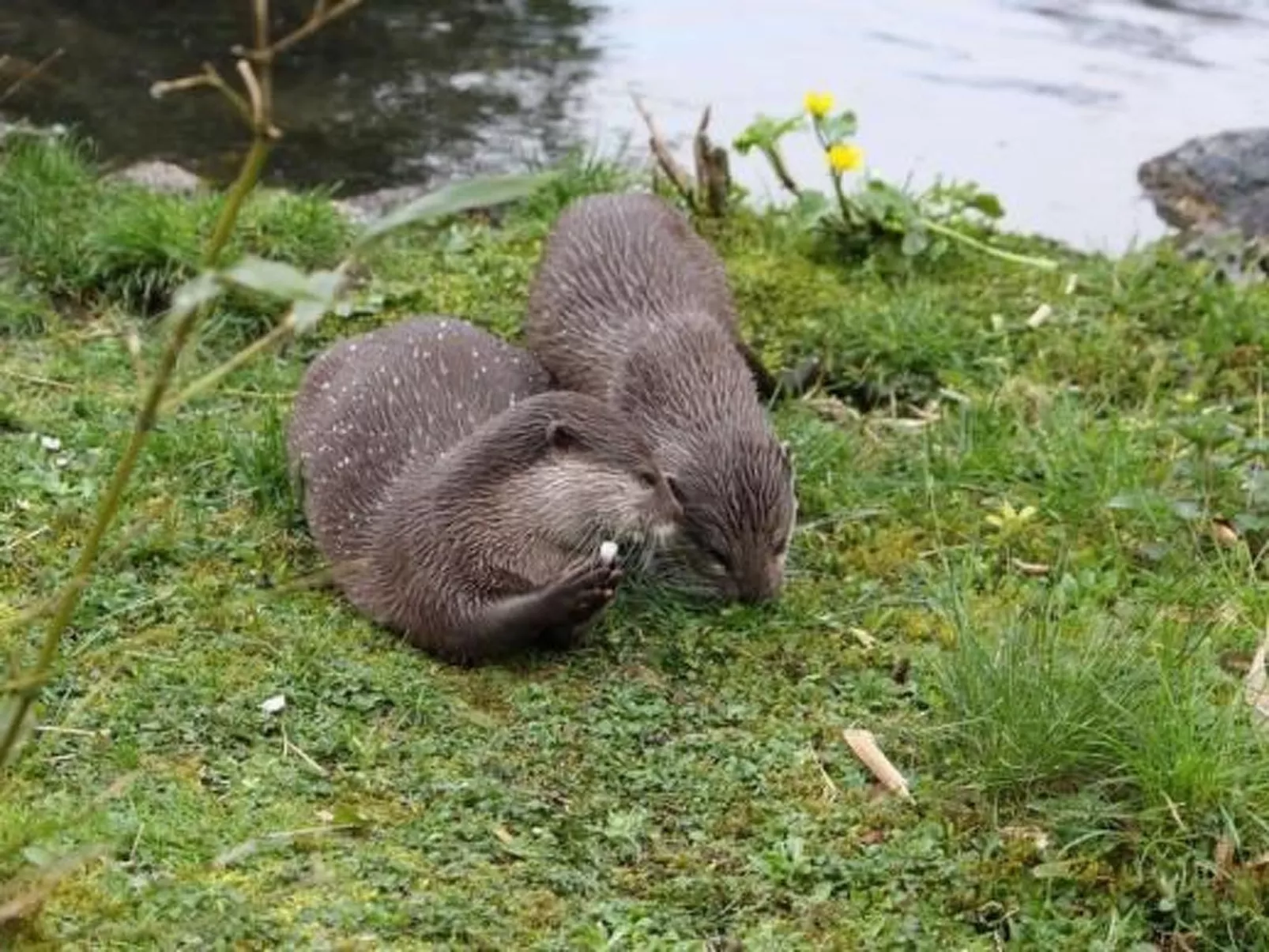 Haus Fischotter - Image-tags.info