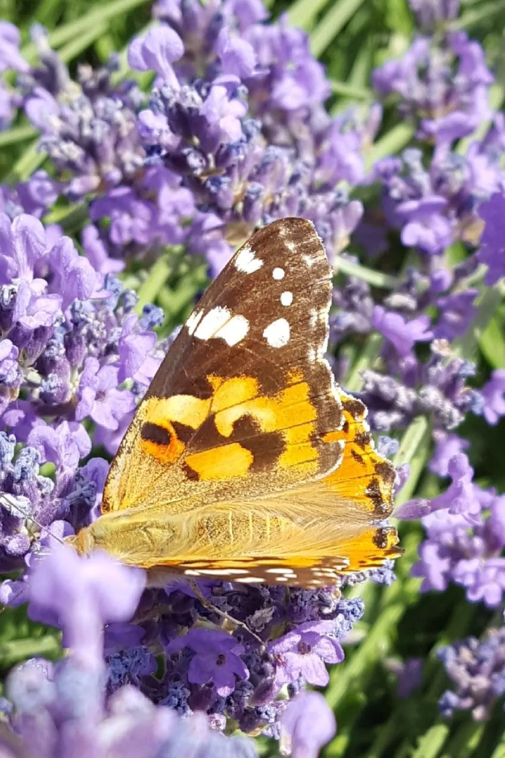 Appartement Apollo in der Wohlfühloase am Trausdorfberg mit Sauna Whirlpoolnutz-Image-tags.info