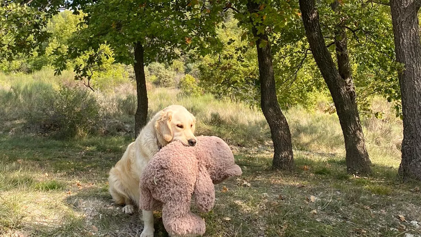 Lavande - Garten Sommer