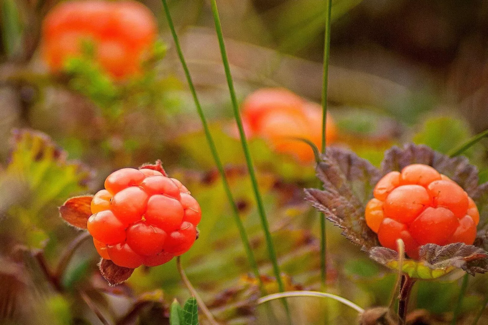 9 person holiday home in KÄLARNE-Untagged