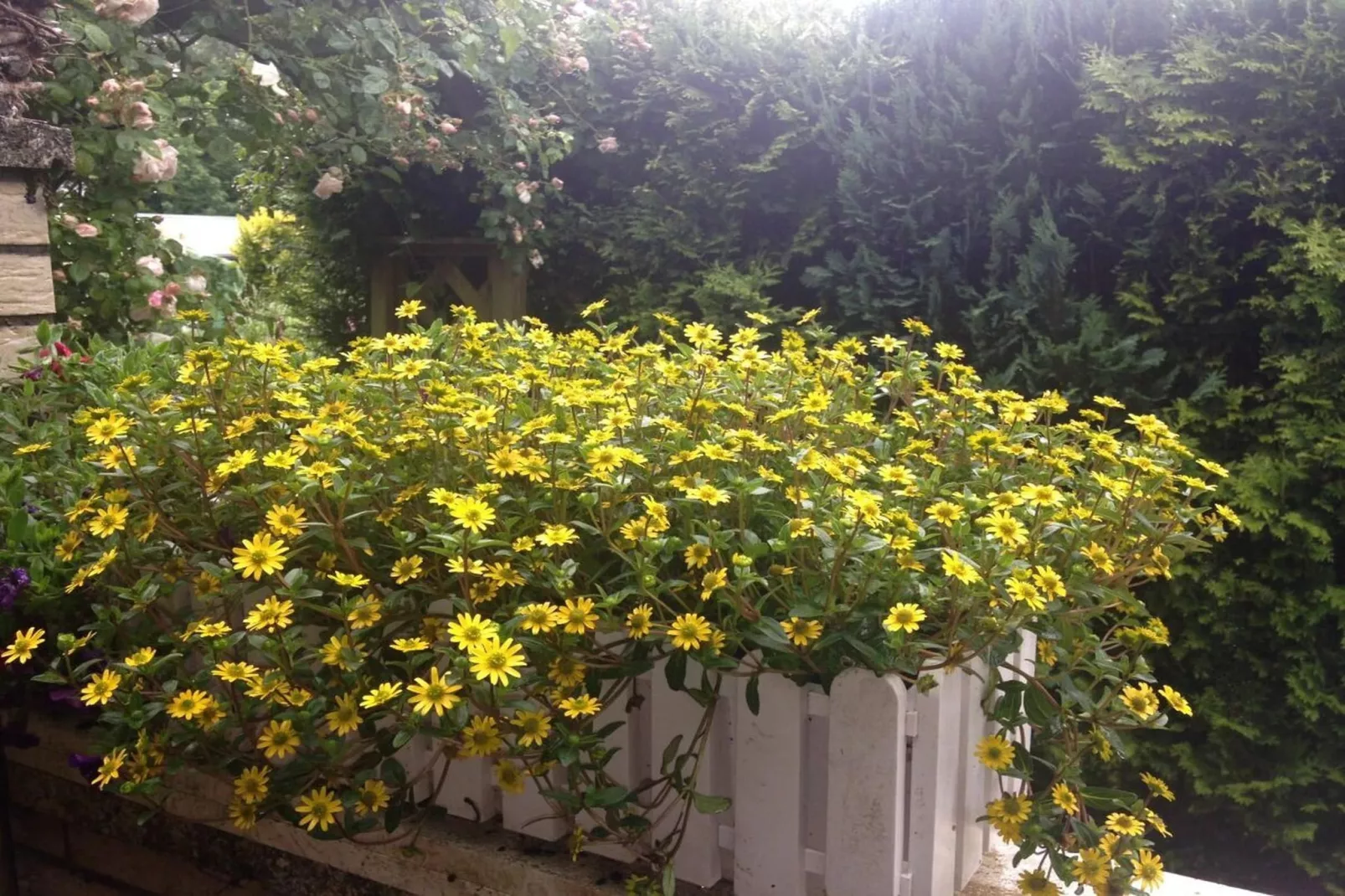 112041-Gardens in summer