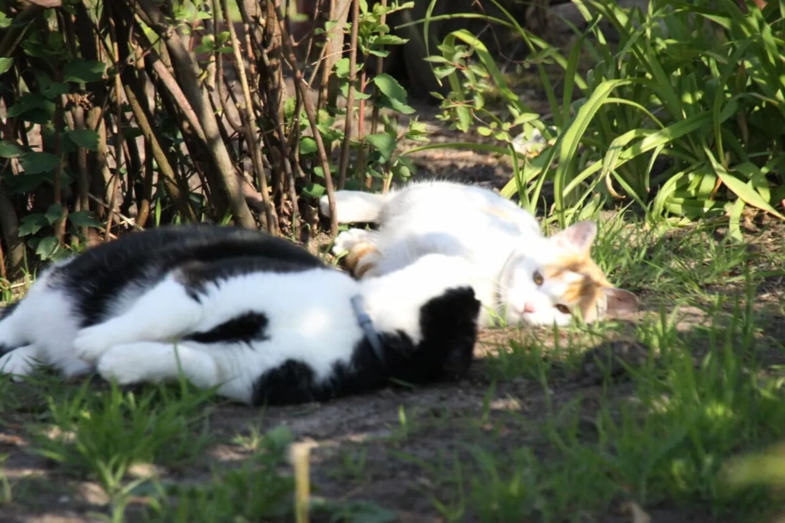 276301-Gardens in summer