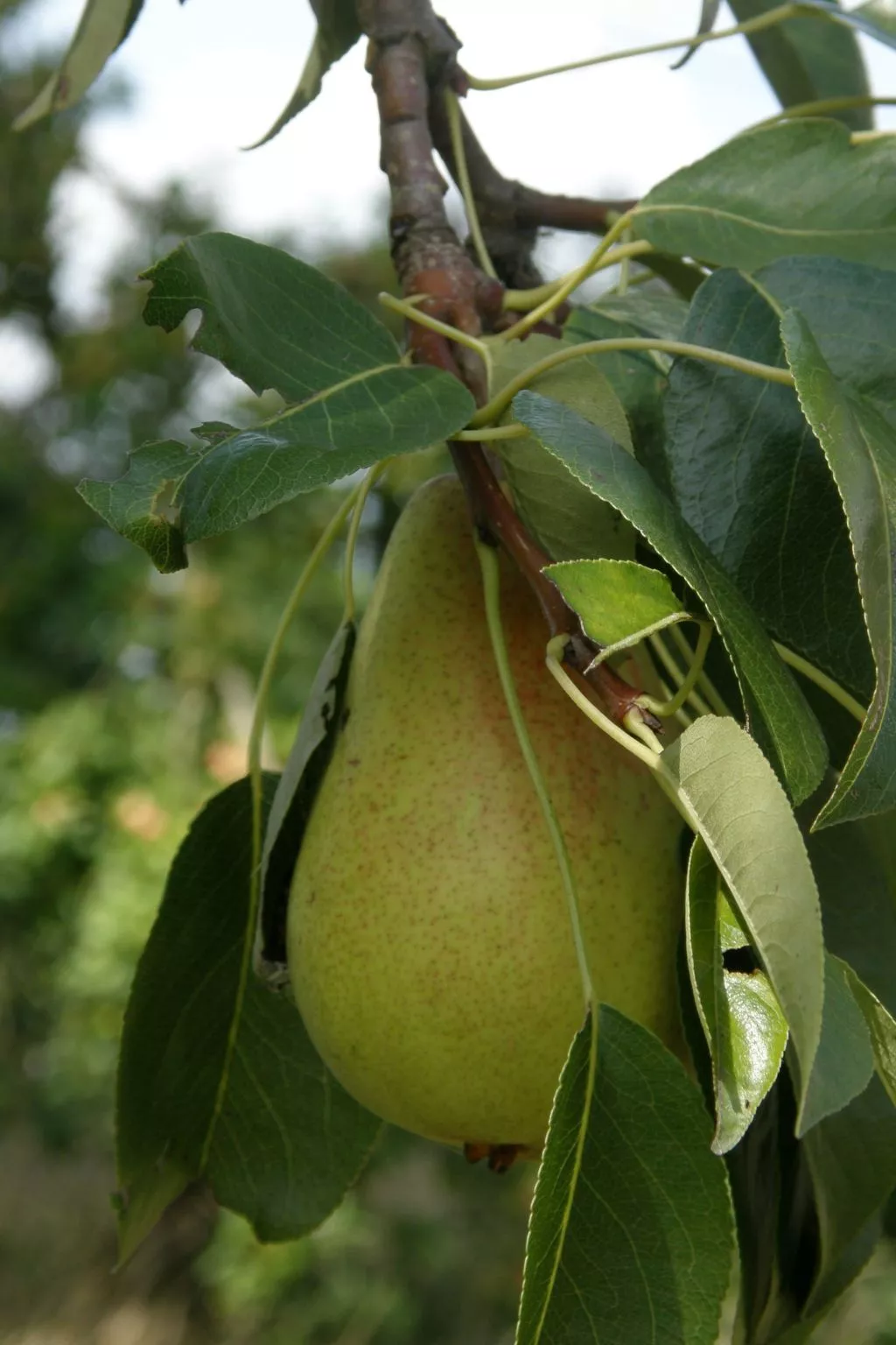 Nette Ferienwohnung mit Terrasse, Pool und Garten - Image-tags.info