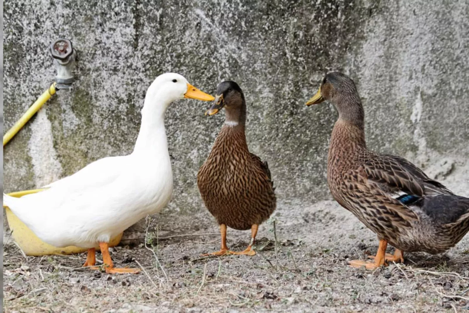 AGRITURISMO BORGO AMENO - TWO-ROOM APT 4 PAX BX4 B401 - Gebiete Sommer 1 km