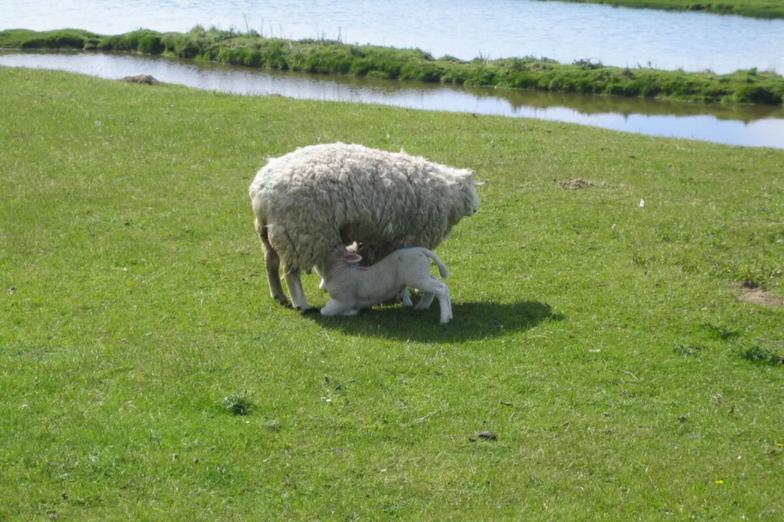 94443-Gardens in summer