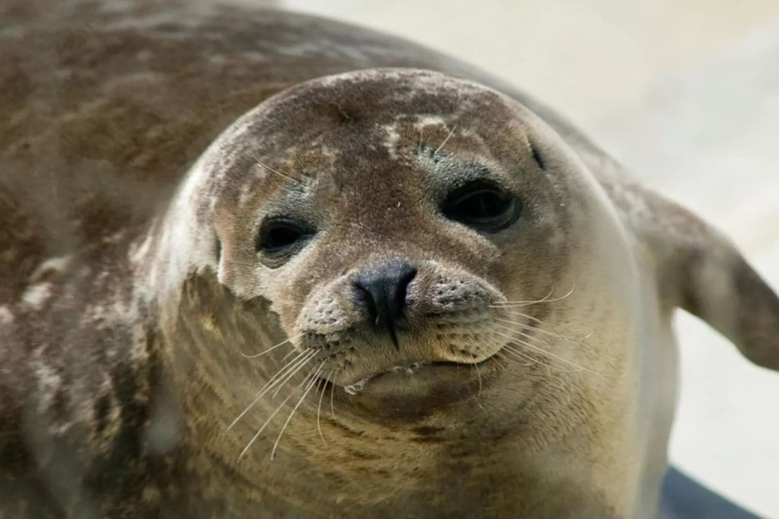 14140-Gebiete Sommer 5 km