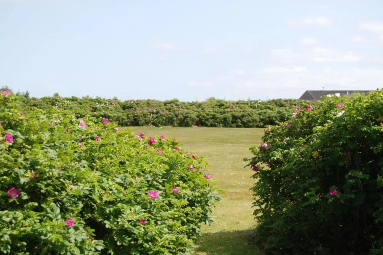 118532-Gardens in summer