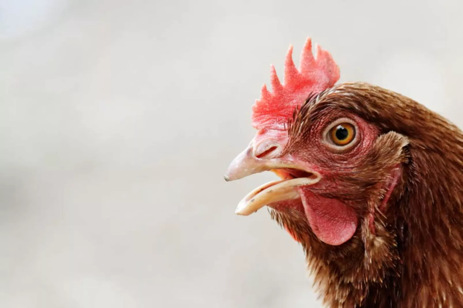 AGRITURISMO BORGO AMENO - TWO-ROOM APT 4 PAX BX4 B401 - Gebiete Sommer 1 km