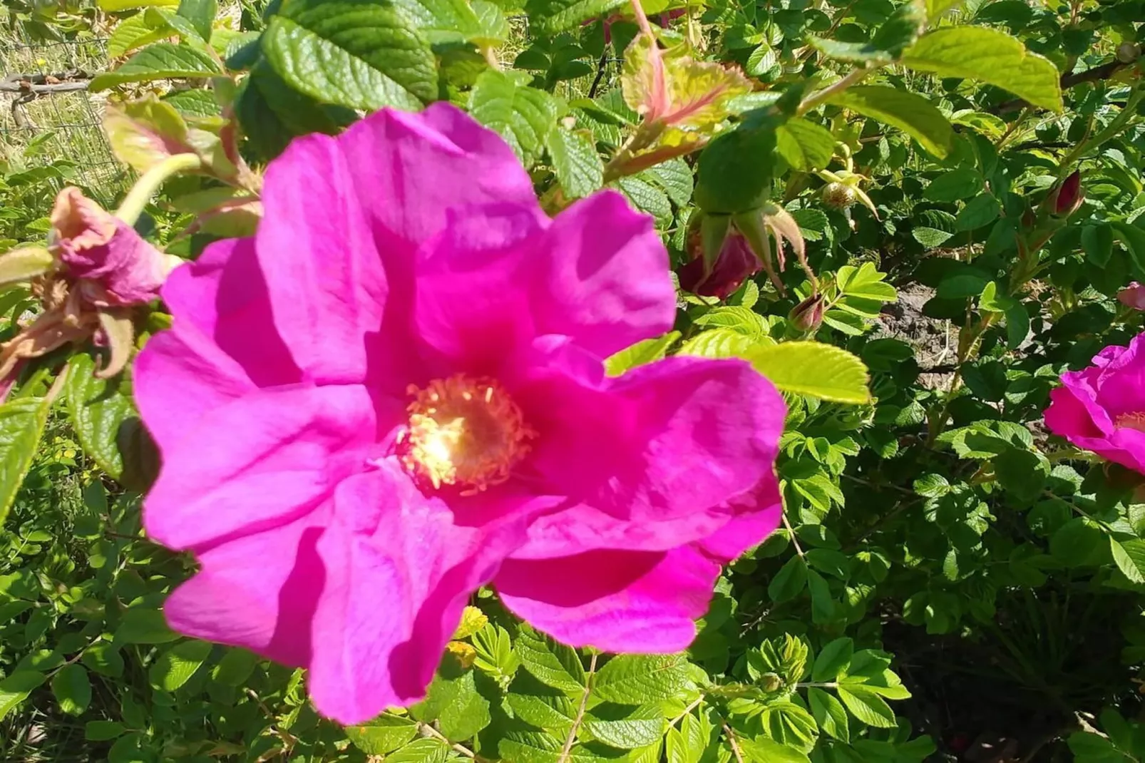 112041-Gardens in summer