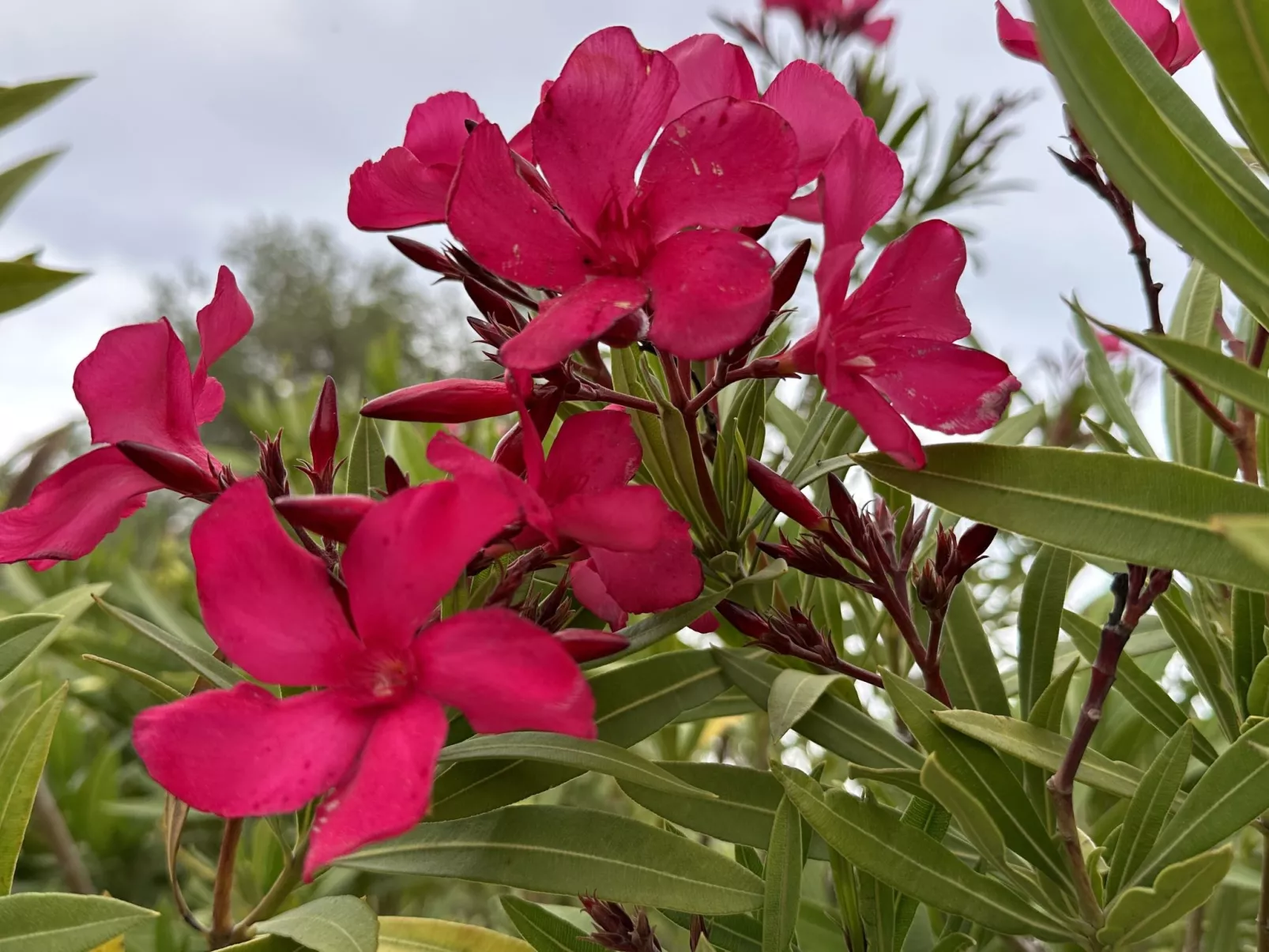 Les Pins Bleus-Drinnen