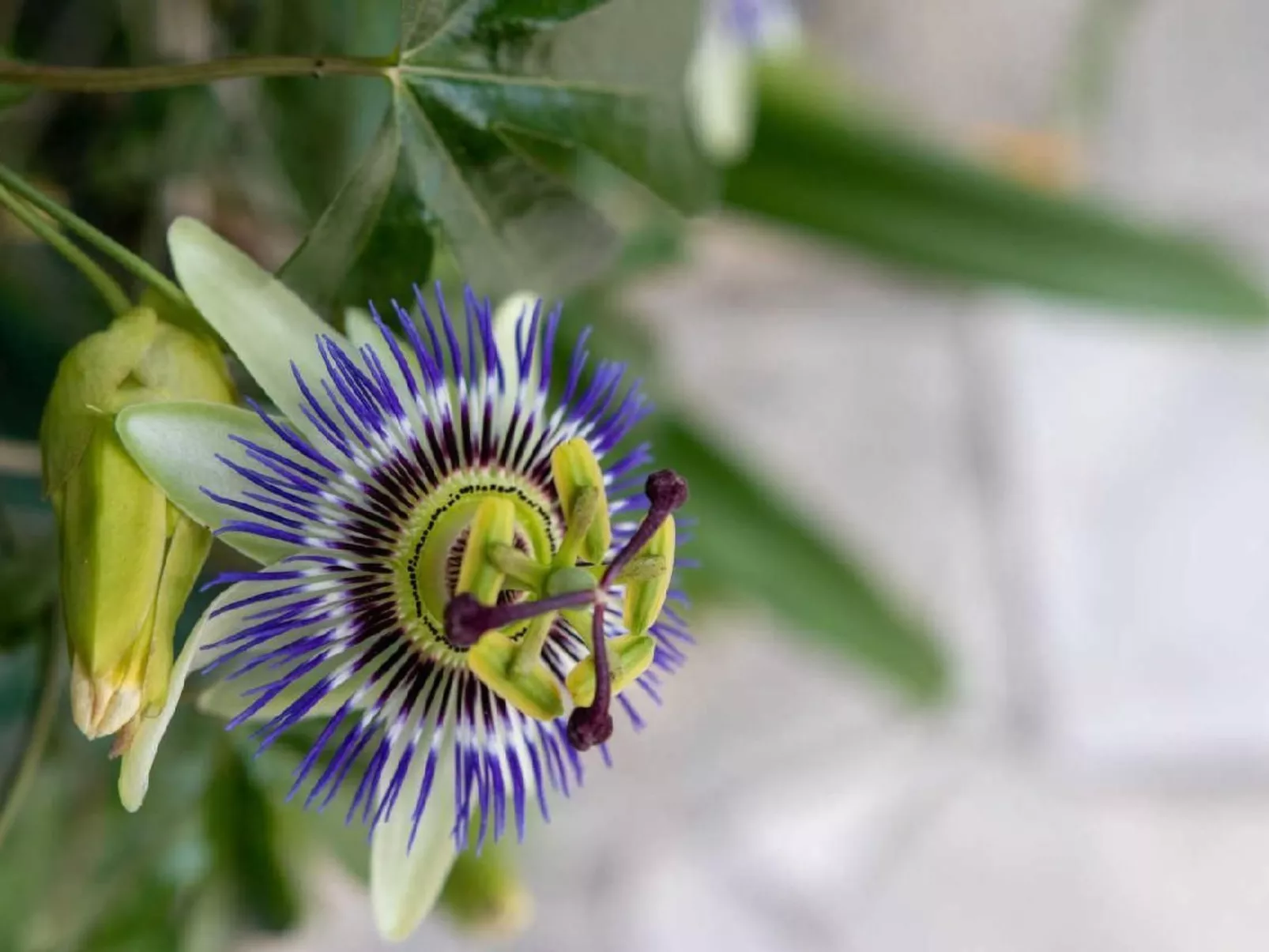 Appartement in Le Bar-Sur-Loup mit Eigenem Garten - Image-tags.info