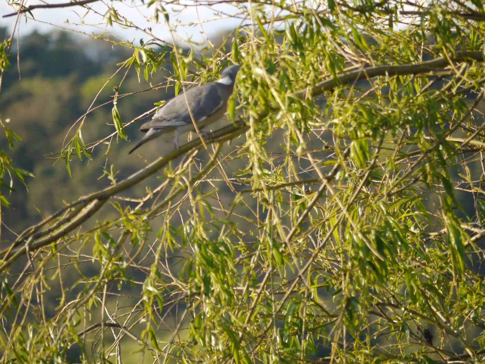 Elbufer 4B - Image-tags.info