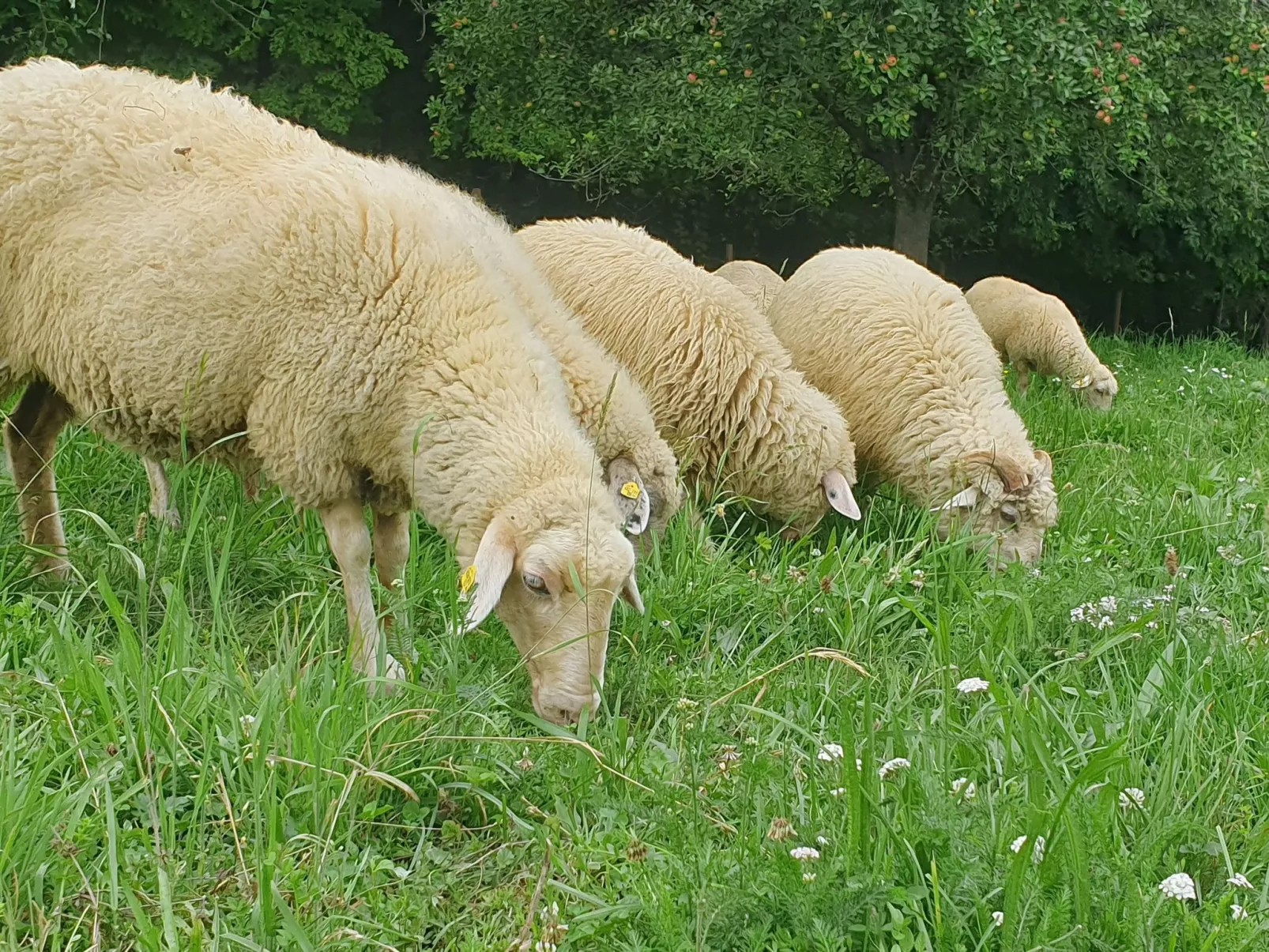 Appartement Apollo in der Wohlfühloase am Trausdorfberg mit Sauna Whirlpoolnutz-Image-tags.info